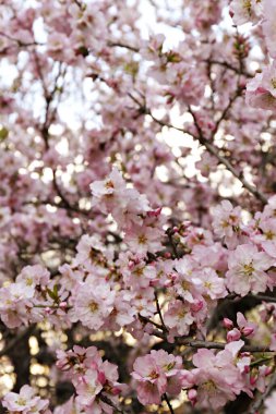 Badem ağacının bahar mevsiminde, açık mavi arka planda açtığı güzel bir makarnanın makro çekimi. Yumuşak pembe çiçeklerle dolu dallar, yoğun çiçek kümeleri. Arkaplan, kapat, kopyala alanı, ekin görüntüsü.