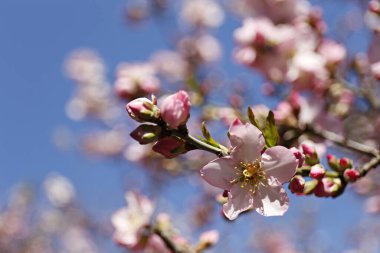 Badem ağacının bahar mevsiminde, açık mavi arka planda açtığı güzel bir makarnanın makro çekimi. Yumuşak pembe çiçeklerle dolu dallar, yoğun çiçek kümeleri. Arkaplan, kapat, kopyala alanı, ekin görüntüsü.