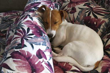 Sevimli bir Jack Russel teriyeri köpek yavrusu. Kulakları kıvrılmış renkli palmiye yaprağı desenli yastıklarda soğuyor. Sevimli küçük köpek yavrusu. Kapat, kopyala boşluk, arkaplan.