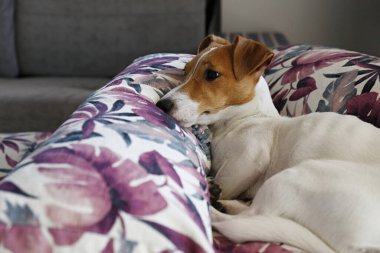Sevimli bir Jack Russel teriyeri köpek yavrusu. Kulakları kıvrılmış renkli palmiye yaprağı desenli yastıklarda soğuyor. Sevimli küçük köpek yavrusu. Kapat, kopyala boşluk, arkaplan.