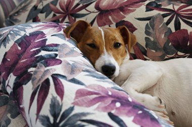 Sevimli bir Jack Russel teriyeri köpek yavrusu. Kulakları kıvrılmış renkli palmiye yaprağı desenli yastıklarda soğuyor. Sevimli küçük köpek yavrusu. Kapat, kopyala boşluk, arkaplan.