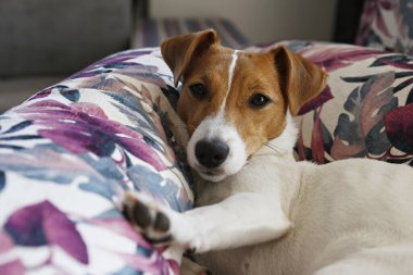 Sevimli bir Jack Russel teriyeri köpek yavrusu. Kulakları kıvrılmış renkli palmiye yaprağı desenli yastıklarda soğuyor. Sevimli küçük köpek yavrusu. Kapat, kopyala boşluk, arkaplan.