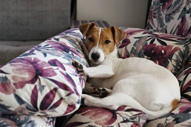 Sevimli bir Jack Russel teriyeri köpek yavrusu. Kulakları kıvrılmış renkli palmiye yaprağı desenli yastıklarda soğuyor. Sevimli küçük köpek yavrusu. Kapat, kopyala boşluk, arkaplan.
