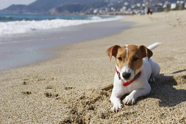 Lustig Aussehender Jack Russell Terrier Welpe Sandstrand Mit Weichem Natürlichen — Stockfoto