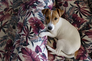 Sevimli bir Jack Russel teriyeri köpek yavrusu. Kulakları kıvrılmış renkli palmiye yaprağı desenli yastıklarda soğuyor. Sevimli küçük köpek yavrusu. Kapat, kopyala boşluk, arkaplan.