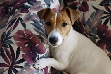 Sevimli bir Jack Russel teriyeri köpek yavrusu. Kulakları kıvrılmış renkli palmiye yaprağı desenli yastıklarda soğuyor. Sevimli küçük köpek yavrusu. Kapat, kopyala boşluk, arkaplan.