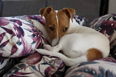 Sevimli bir Jack Russel teriyeri köpek yavrusu. Kulakları kıvrılmış renkli palmiye yaprağı desenli yastıklarda soğuyor. Sevimli küçük köpek yavrusu. Kapat, kopyala boşluk, arkaplan.