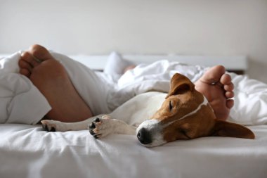 Duygusal destek hayvan konsepti. Yatakta Jack Russell Terrier köpeğiyle uyuyan adamın ayakları. Yetişkin erkek ve evcil hayvanı battaniyeyle kaplı beyaz çarşafların üzerinde birlikte yatıyorlar. Kapat, kopyala boşluk, arkaplan