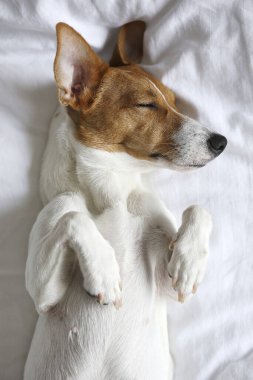 Beyaz çarşaflı bir yatakta uyuyan koca kulaklı şirin Jack Russel teriyer köpeği. Komik kürk lekeleri olan sevimli köpek çok güzel pozisyonlarda yatıyor. Kapat, kopyala boşluk, arkaplan.
