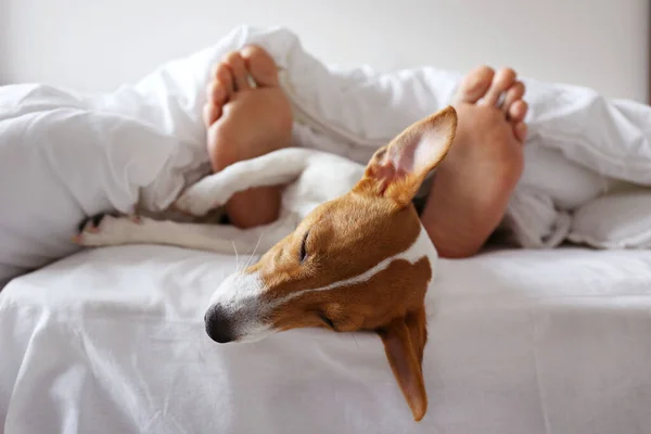 Duygusal destek hayvan konsepti. Yatakta Jack Russell Terrier köpeğiyle uyuyan adamın ayakları. Yetişkin erkek ve evcil hayvanı battaniyeyle kaplı beyaz çarşafların üzerinde birlikte yatıyorlar. Kapat, kopyala boşluk, arkaplan