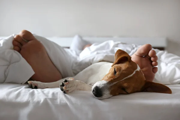 Emotional support animal concept. Sleeping man\'s feet with jack russell terrier dog in bed. Adult male and his pet lying together on white linens covered with blanket. Close up, copy space, background