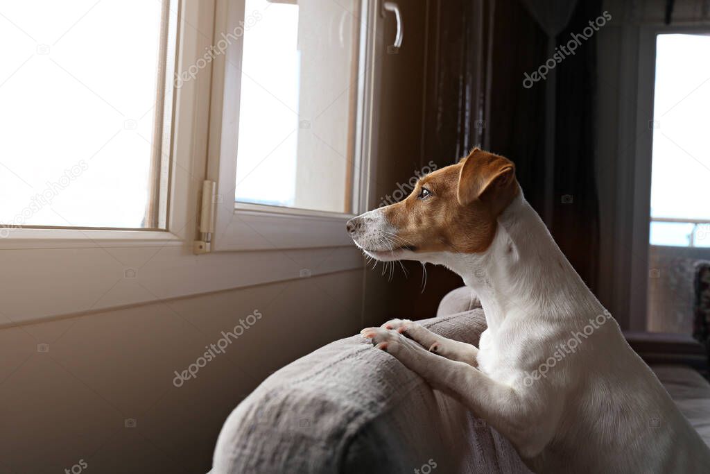 Jack Russell terrier waiting for owner, looking at a huge window. Small adorable doggy with funny fur stains sitting in anticipation of walk. Close up, copy space, background.