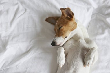 Beyaz çarşaflı bir yatakta uyuyan koca kulaklı şirin Jack Russel teriyer köpeği. Komik kürk lekeleri olan sevimli köpek çok güzel pozisyonlarda yatıyor. Kapat, kopyala boşluk, arkaplan.