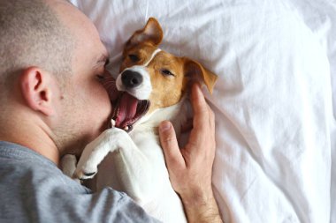 Emotional support animal concept. Portrait of man sleeping with jack russell terrier dog in bed. Adult male and his pet lying together on white linens. Close up, copy space, background. clipart