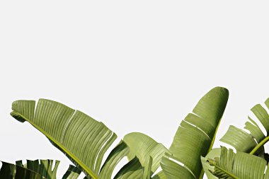 Grup büyük yeşil muz ışığında egzotik palmiye ağacının beyaz zemin üzerine bırakır. Tropikal bitki yaprakları görünür doku ile. Kirliliği ücretsiz simgesi. Yakın çekim, alanı Kopyala.