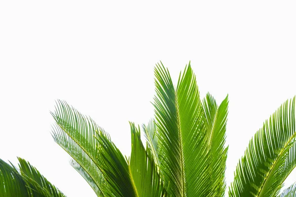 Egy Csoport Nagy Zöld Levelek Egzotikus Dátumú Pálmafa Elszigetelt Fehér — Stock Fotó