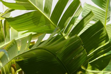 Grup büyük yeşil muz ışığında egzotik palmiye ağacının beyaz zemin üzerine bırakır. Tropikal bitki yaprakları görünür doku ile. Kirliliği ücretsiz simgesi. Yakın çekim, alanı Kopyala.