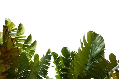 Grup büyük yeşil muz ışığında egzotik palmiye ağacının beyaz zemin üzerine bırakır. Tropikal bitki yaprakları görünür doku ile. Kirliliği ücretsiz simgesi. Yakın çekim, alanı Kopyala.