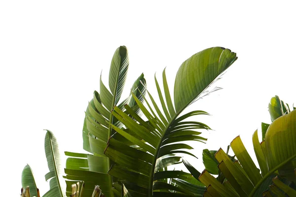 Grupo Grandes Folhas Banana Verdes Palmeira Exótica Luz Solar Fundo — Fotografia de Stock