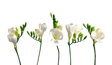 İzole edilmiş arka planda çiçek açan narin beyaz frezya bahar bayramı sembolü konsepti. Taze çiçekleri yakın plan çek ve metin için bir sürü fotokopi alanı olsun. Asgari arkaplan.