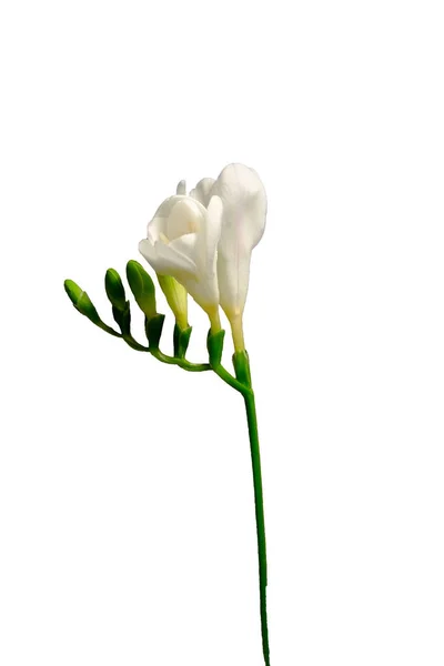 Délicate Floraison Blanche Freesia Sur Fond Isolé Comme Concept Symbole — Photo