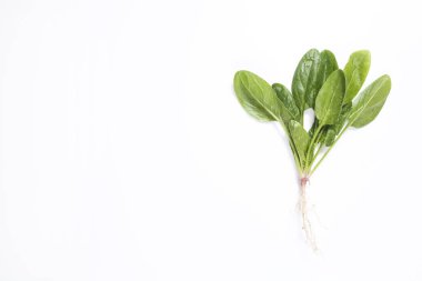 Temiz yeme konsepti. Beyaz arka planda izole edilmiş taze taze taze koparılmış organik ıspanak yeşillikleri. Bahar detoksu için sağlıklı diyet. Çiğ vejetaryen yemeği. Kapat..