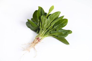 Temiz yeme konsepti. Beyaz arka planda izole edilmiş taze taze taze koparılmış organik ıspanak yeşillikleri. Bahar detoksu için sağlıklı diyet. Çiğ vejetaryen yemeği. Kapat..