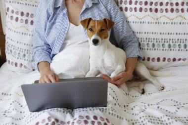 Coronavirus karantinası nedeniyle dizüstü bilgisayarında evinden uzakta çalışan genç bir kadının yakın çekim görüntüsü. Jack Russell Terrier köpeğiyle serbest çalışan bir kadın. Boşluğu kopyala, arkaplan,