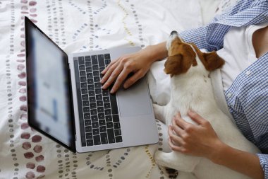 Coronavirus karantinası nedeniyle dizüstü bilgisayarında evinden uzakta çalışan genç bir kadının yakın çekim görüntüsü. Jack Russell Terrier köpeğiyle serbest çalışan bir kadın. Boşluğu kopyala, arkaplan,