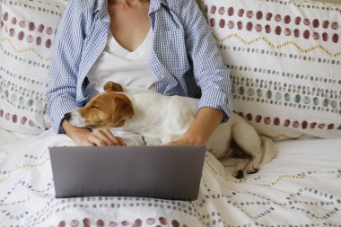 Coronavirus karantinası nedeniyle dizüstü bilgisayarında evinden uzakta çalışan genç bir kadının yakın çekim görüntüsü. Jack Russell Terrier köpeğiyle serbest çalışan bir kadın. Boşluğu kopyala, arkaplan,