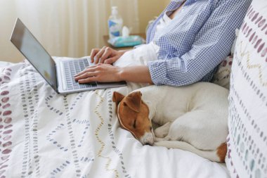 Coronavirus karantinası nedeniyle dizüstü bilgisayarında evinden uzakta çalışan genç bir kadının yakın çekim görüntüsü. Jack Russell Terrier köpeğiyle serbest çalışan bir kadın. Boşluğu kopyala, arkaplan,