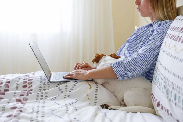 Coronavirus karantinası nedeniyle dizüstü bilgisayarında evinden uzakta çalışan genç bir kadının yakın çekim görüntüsü. Jack Russell Terrier köpeğiyle serbest çalışan bir kadın. Boşluğu kopyala, arkaplan,