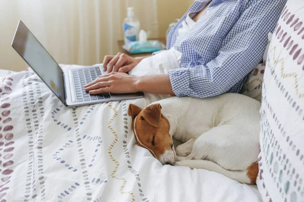 Coronavirus karantinası nedeniyle dizüstü bilgisayarında evinden uzakta çalışan genç bir kadının yakın çekim görüntüsü. Jack Russell Terrier köpeğiyle serbest çalışan bir kadın. Boşluğu kopyala, arkaplan,