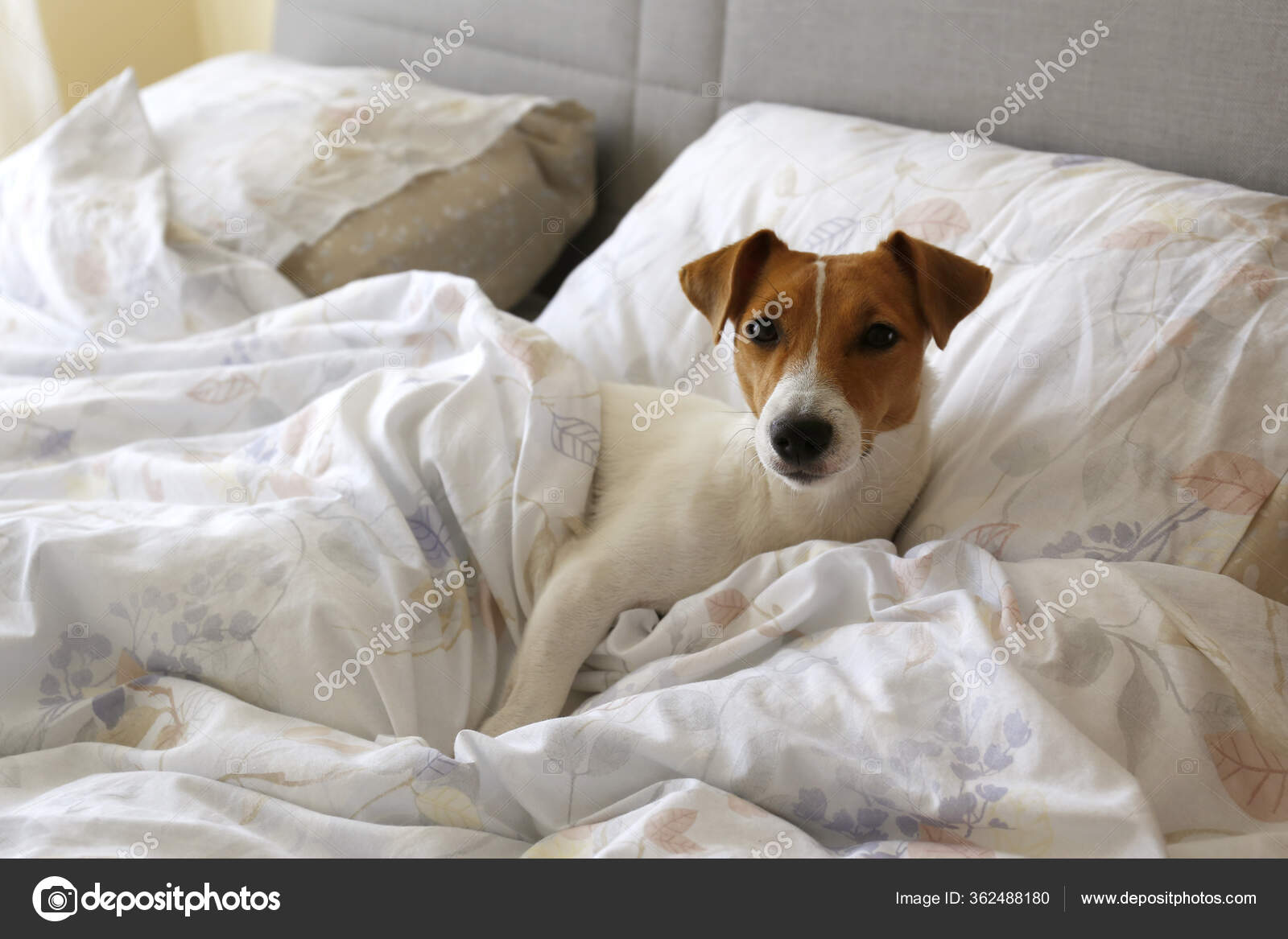 Jack russell cheap sleeping