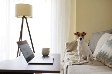 Merkez ofis konsepti. Oturma odasındaki çalışma alanından. Modern laptop ve bir fincan sıcak içecek ahşap masada. Sevimli köpek kanepede tek başına oturuyor. Kapat, kopyala boşluk, arkaplan.