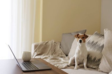 Merkez ofis konsepti. Oturma odasındaki çalışma alanından. Modern laptop ve bir fincan sıcak içecek ahşap masada. Sevimli köpek kanepede tek başına oturuyor. Kapat, kopyala boşluk, arkaplan.