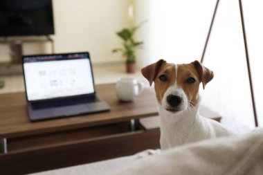Merkez ofis konsepti. Oturma odasındaki çalışma alanından. Modern laptop ve bir fincan sıcak içecek ahşap masada. Sevimli köpek kanepede tek başına oturuyor. Kapat, kopyala boşluk, arkaplan.