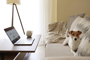 Merkez ofis konsepti. Oturma odasındaki çalışma alanından. Modern laptop ve bir fincan sıcak içecek ahşap masada. Sevimli köpek kanepede tek başına oturuyor. Kapat, kopyala boşluk, arkaplan.