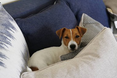 Sevimli bir Jack Russel teriyeri köpek yavrusu katlanmış kulakları kanepede renkli yastıklar ve desenli baskılar içinde soğuyor. Sevimli küçük köpek yavrusu. Kapat, kopyala boşluk, arkaplan.