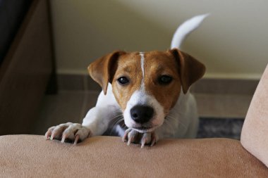 Sevimli Jack Russel teriyer köpeği, bej minderli koltukta kocaman kulakları var. Komik kürk lekeleri olan küçük sevimli köpek kameraya bakıyor. Kapat, kopyala boşluk, arkaplan.