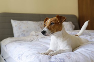 Koca kulaklı şirin Jack Russel teriyeri battaniye ve yastıkların üzerinde uyuyor. Yatağında tek başına komik kürk lekeleri olan sevimli bir köpek. Kapat, kopyala boşluk, arkaplan.