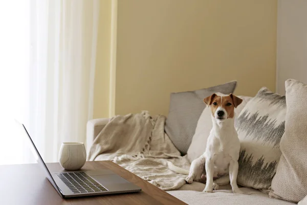 总部概念 从客厅的家里指定的工作 现代笔记本电脑和木桌上的热饮料 可爱的小狗一个人坐在沙发上 复制空间 — 图库照片