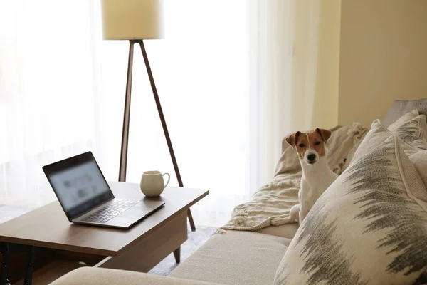 总部概念 从客厅的家里指定的工作 现代笔记本电脑和木桌上的热饮料 可爱的小狗一个人坐在沙发上 复制空间 — 图库照片
