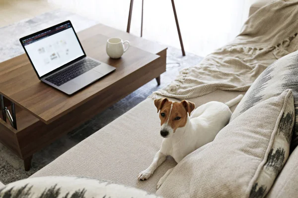 Home office concept. Designated work from home area in living room. Modern laptop and cup of hot beverage on wooden table. Adorable doggy sitting alone on the couch. Close up, copy space, background.