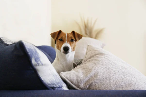 Lindo Cachorro Jack Russel Terrier Año Con Orejas Dobladas Que — Foto de Stock