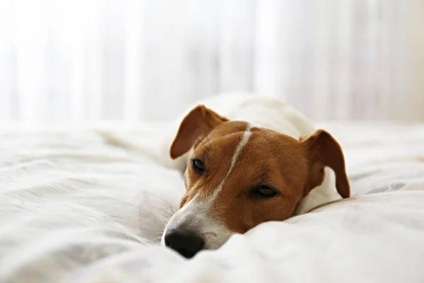 可愛いジャック ラッセル テリアの子犬で 大きな耳がベッドの上で寝ています 面白い毛皮の汚れだけでベッドの中で小さな愛らしい犬 スペースをコピーし — ストック写真