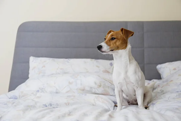 Mignon Chiot Jack Russel Terrier Avec Grandes Oreilles Dormant Sur — Photo