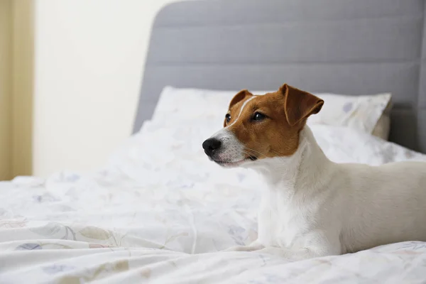 Cute Jack Russel Terrier Puppy Big Ears Sleeping Unmade Bed — стоковое фото