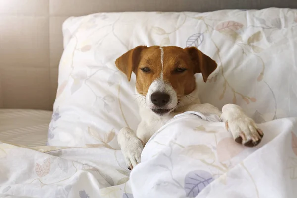 Słodki Szczeniak Jack Russel Terrier Dużymi Uszami Śpiący Niepościelonym Łóżku — Zdjęcie stockowe