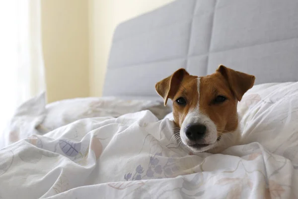 Słodki Szczeniak Jack Russel Terrier Dużymi Uszami Śpiący Niepościelonym Łóżku — Zdjęcie stockowe